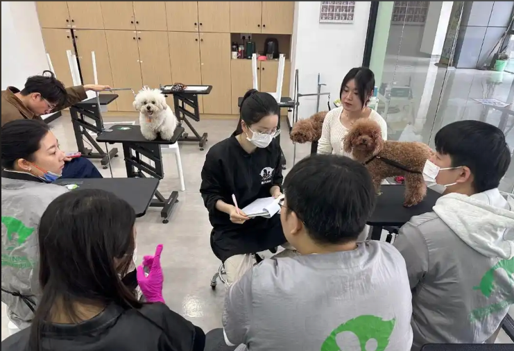 娄底市宠物美容培训宠物美容培训学校 - 价格